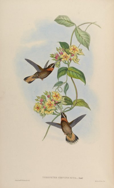 Threnetes cervinicauda = Threnetes leucurus cervinicauda 作： John Gould